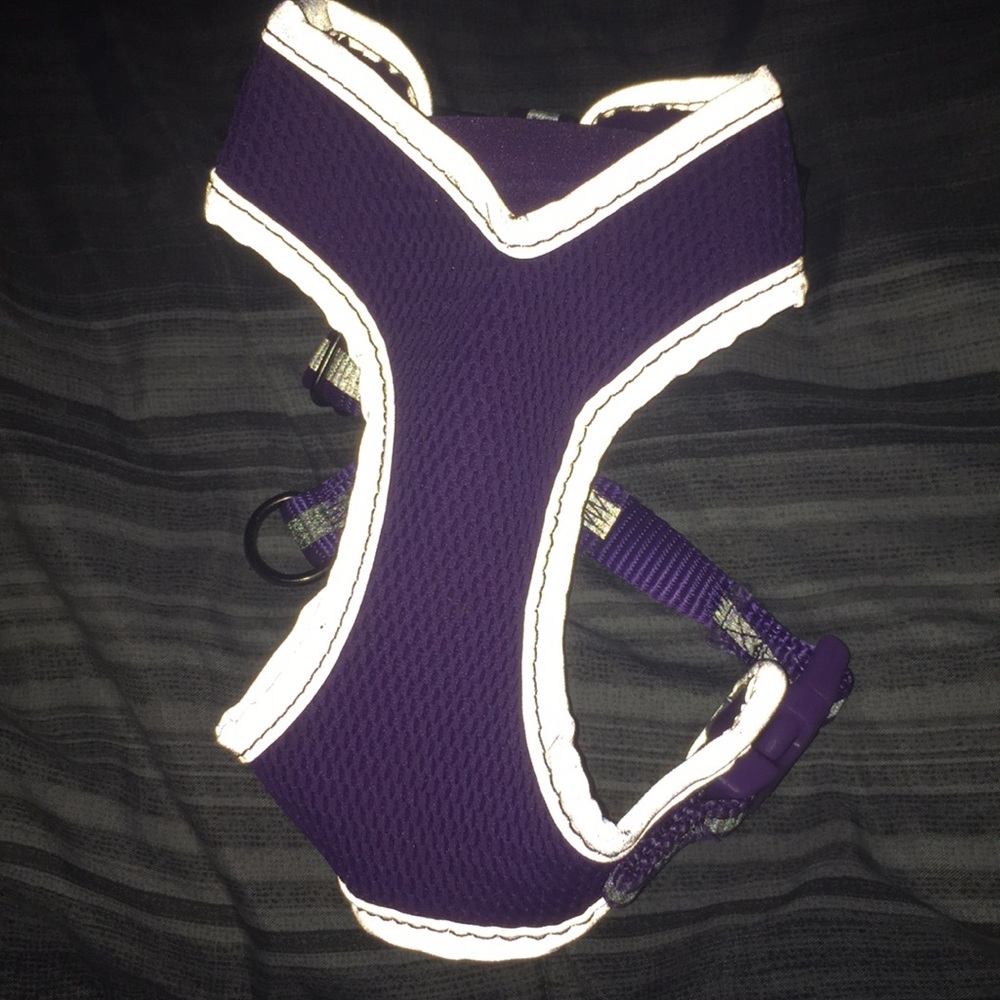 A cute dog harness